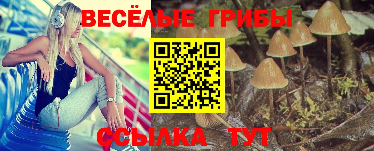 Кашира  Галлюциногенные грибы GOLDEN TEACHER  Вход с VPN 